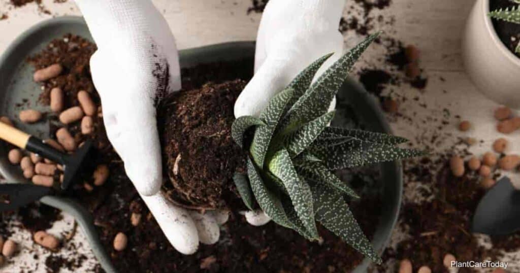 Haworthia propagation