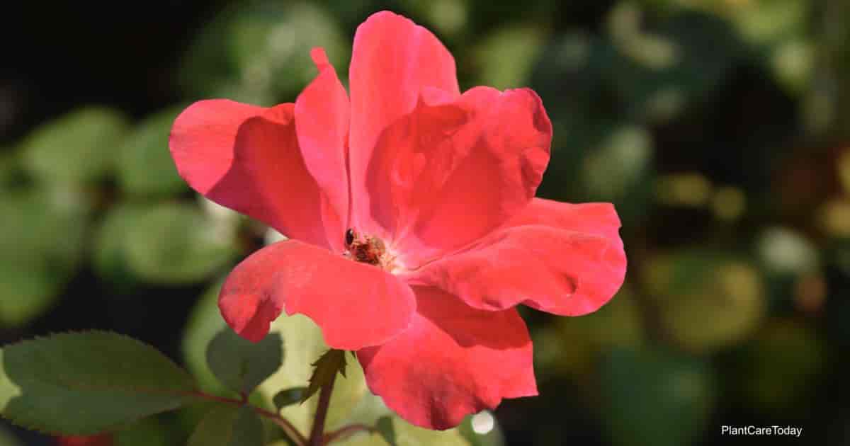 Tips On Growing Knockout Roses In Zone 7 Spring, Fall