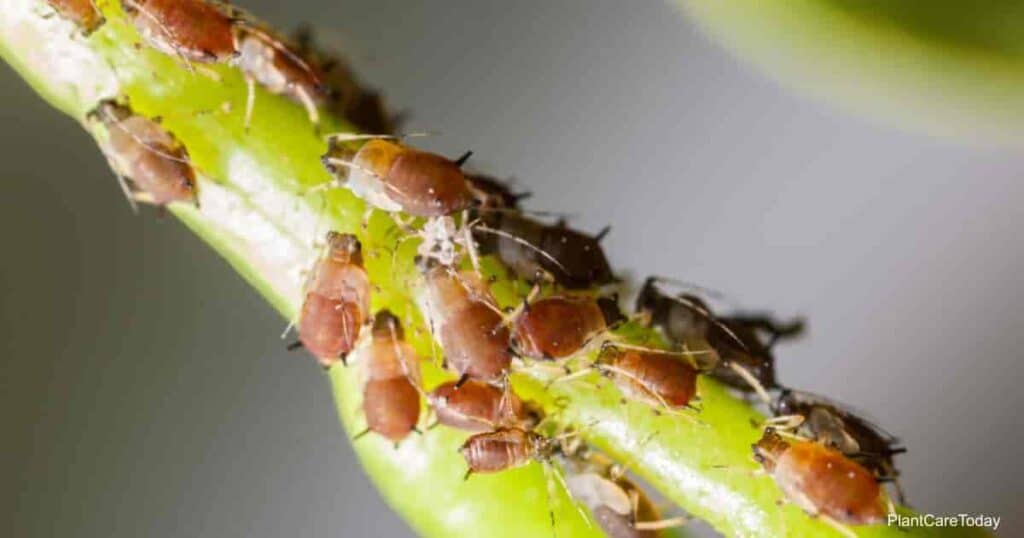 One of the many types of aphids feeding on plants