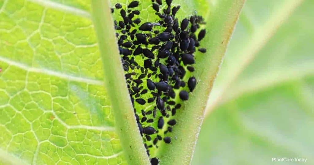 Killing Black Aphid Bugs: How To Get Rid Of Black Aphids