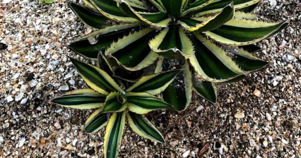  Hvordan Forplante Agave Planter Ved Å Skille Pups 