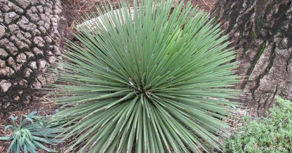 Agave stricta growing in the landscape