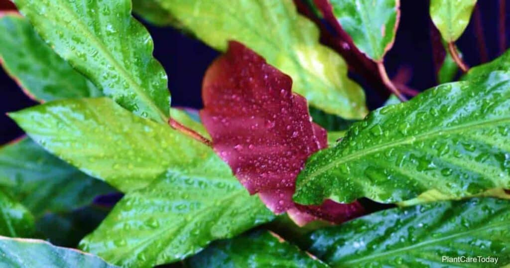 Calathea Rufibarba - Calathea de plumas peludas