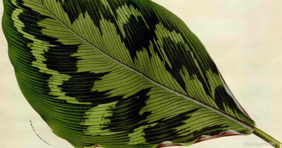 Calathea Veitchiana