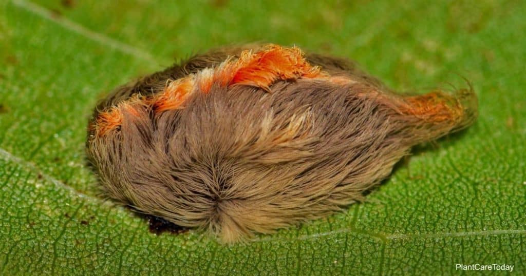 stinging ASP caterpillar