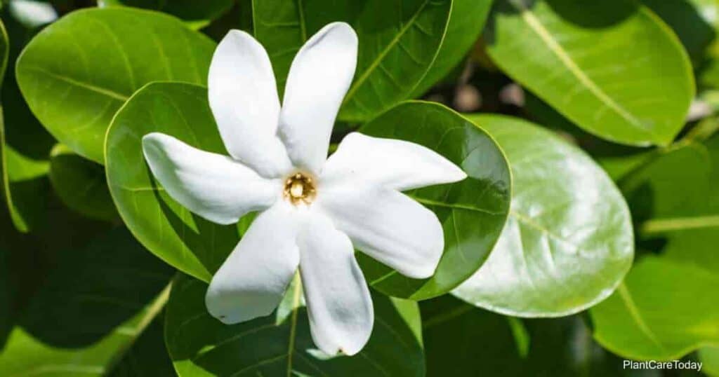 Tahitian Gardenia Care: Growing The Gardenia Taitensis Plant