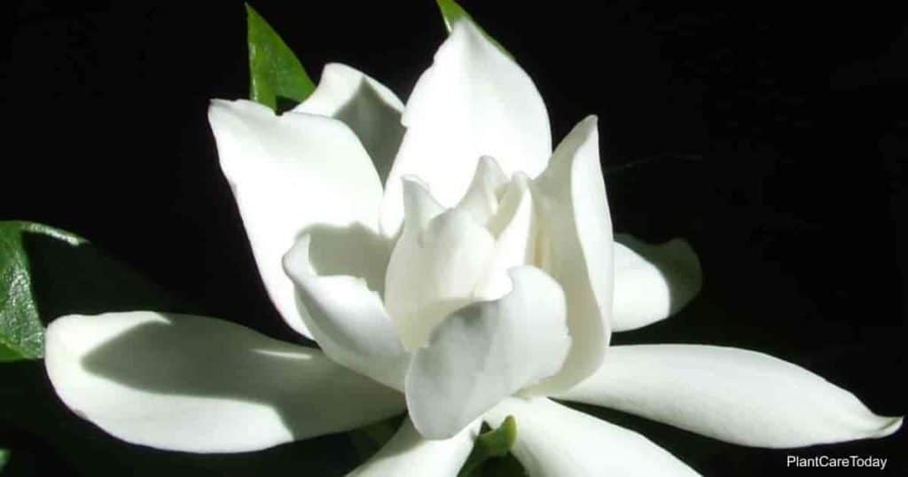 Gardenia Radicans Care: Growing The Radicans Gardenia