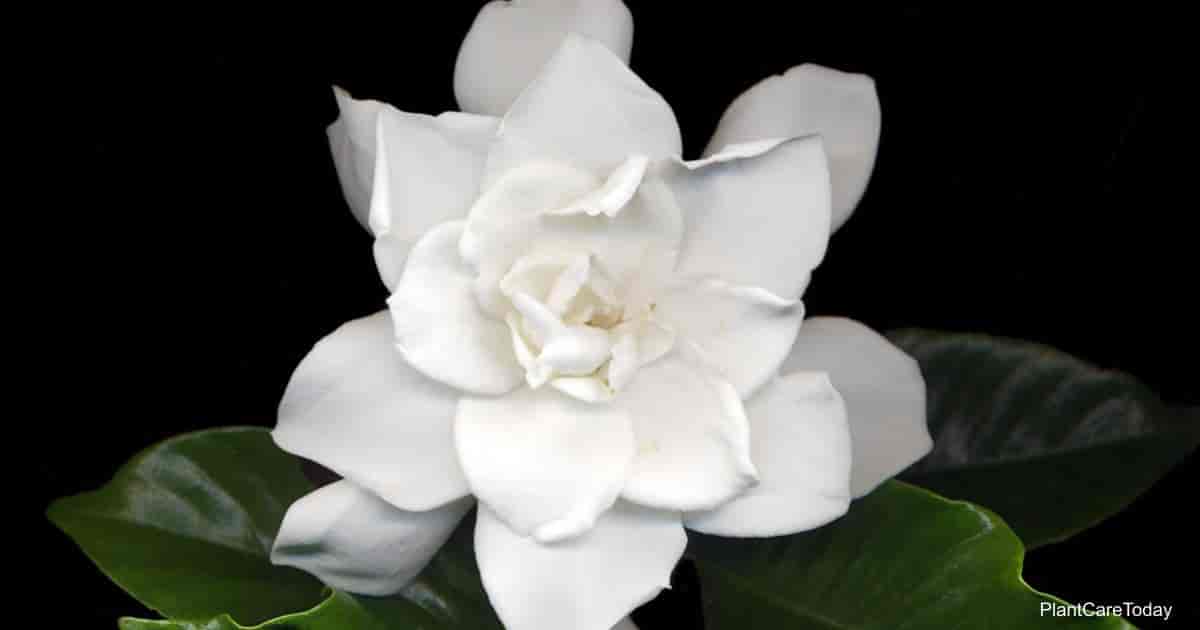 Flower of Miami Supreme Gardenia