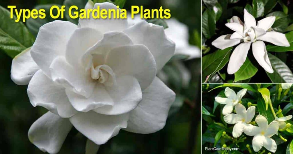 Gardenia Varieties: Types Of Gardenia Plants, Landscape and Potted