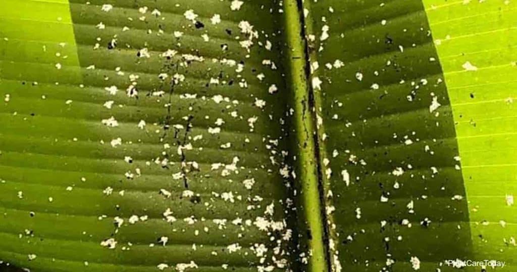 Are Mealybugs Harmful To Humans? | Plant Care Today