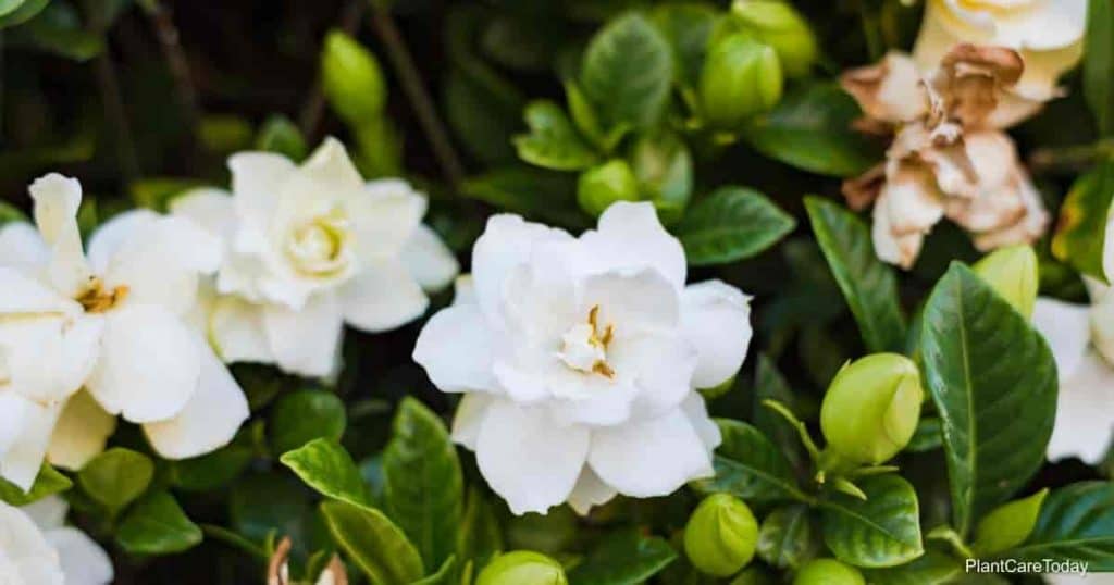 gardenia-diseases-what-diseases-do-gardenia-plants-get