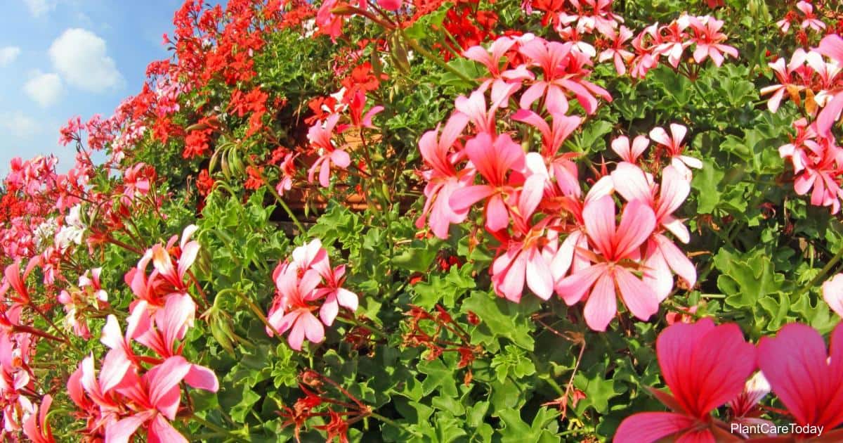Geraniums growing outdoors