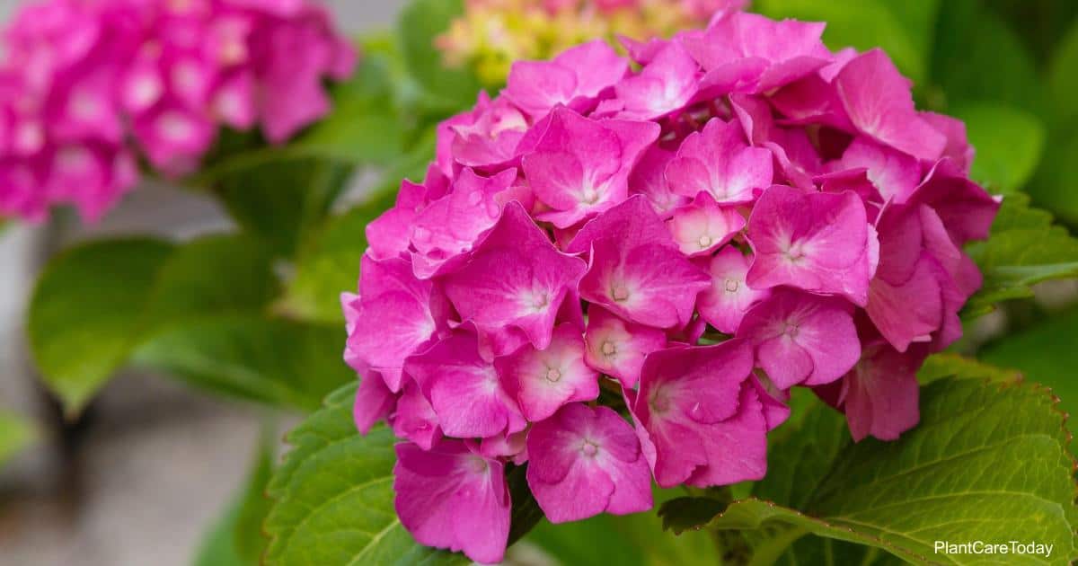 Blooms on Hydrangea plant