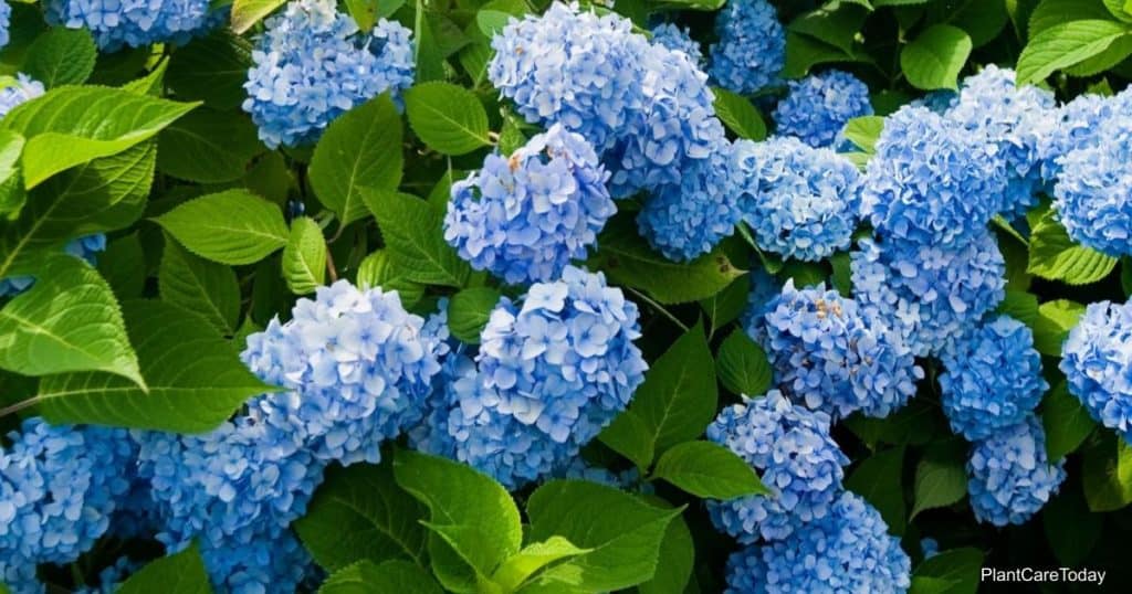 Fertilizing Hydrangea - when should you fertilize?