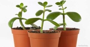 How To Root A Jade Plant: Starting A Jade From A Cutting