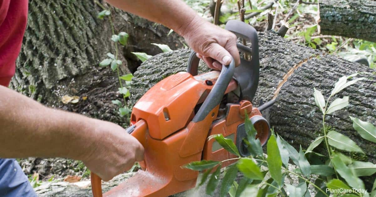 tips to tell if a tree is dead