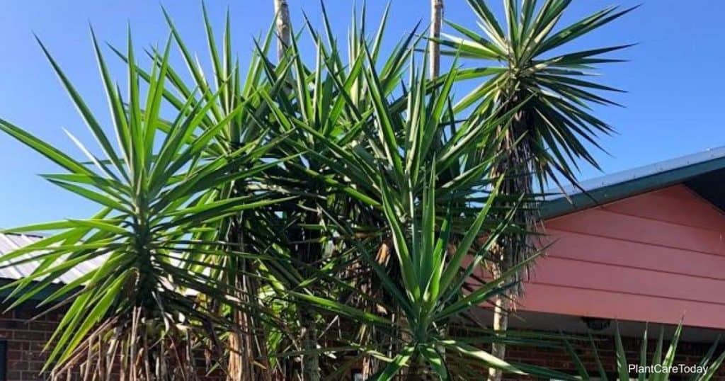 Large yucca plant in need of removal