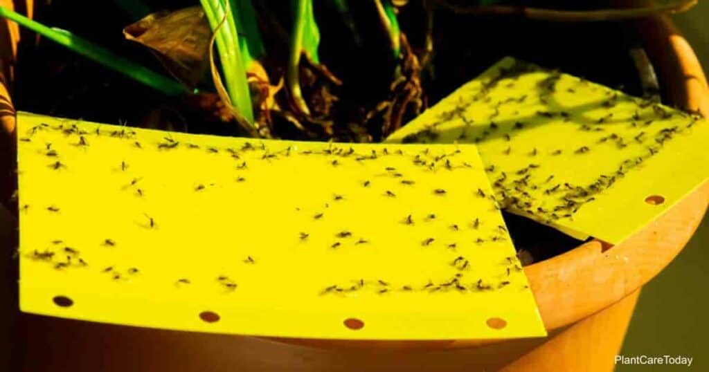 fungus gnats attached to sticky tape