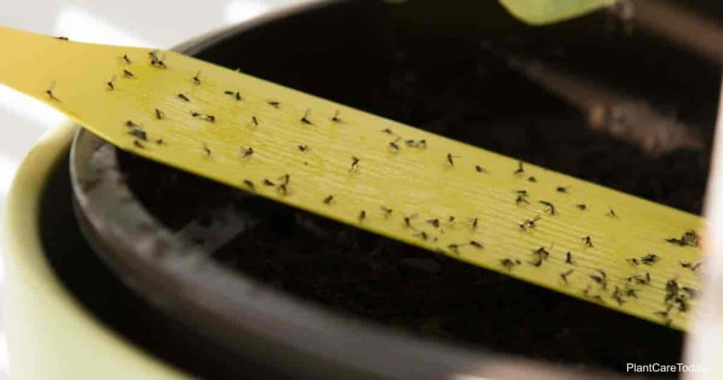 Yellow sticky tape full of fungus gnats