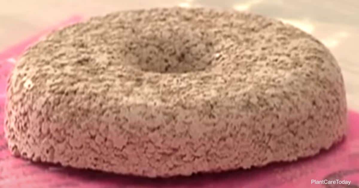 Use Mosquito dunks to control Fungus Gnats