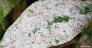 Can You Use Neem Oil For Powdery Mildew Control?