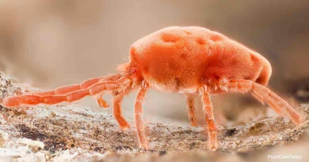 spider mite up close