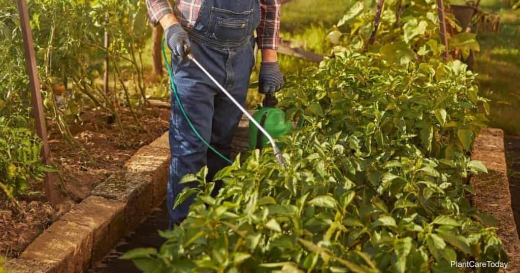 Gardener spraying his plants with neem recipe in a small tank sprayer