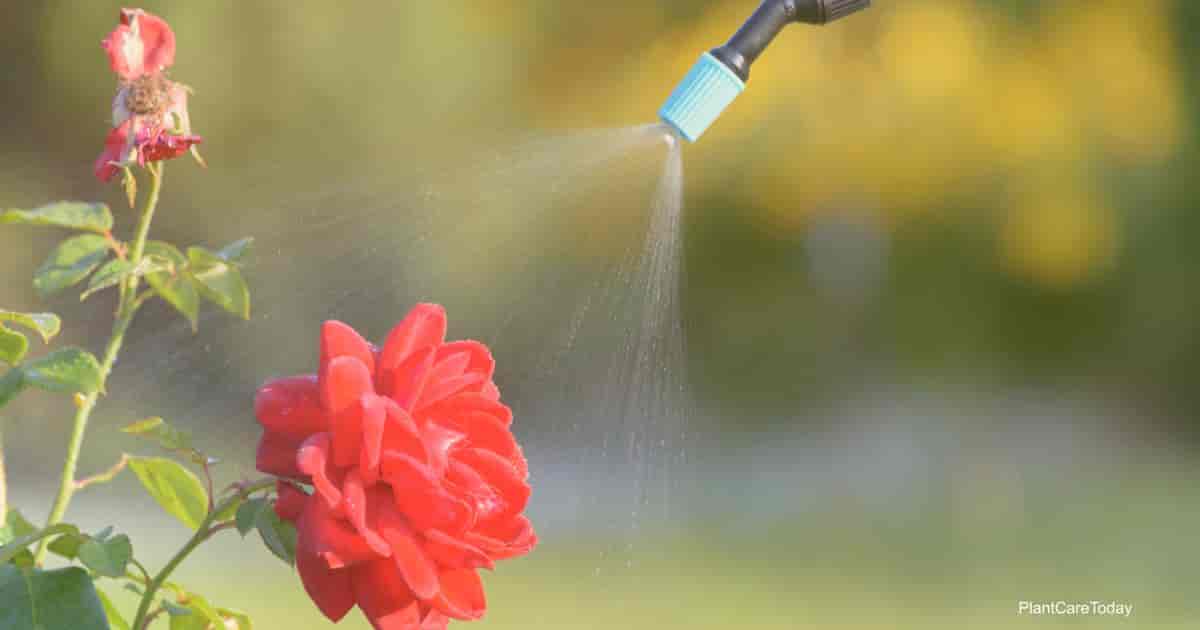 spraying rose plant with neem oil