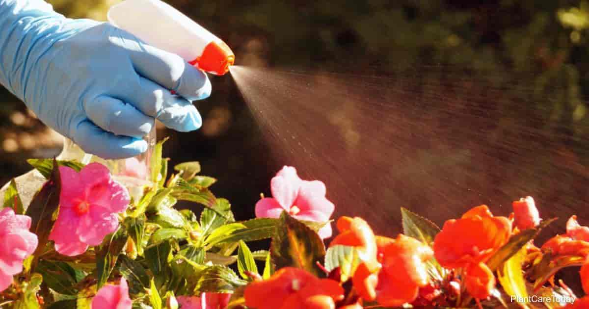 How much Neem per gallon?