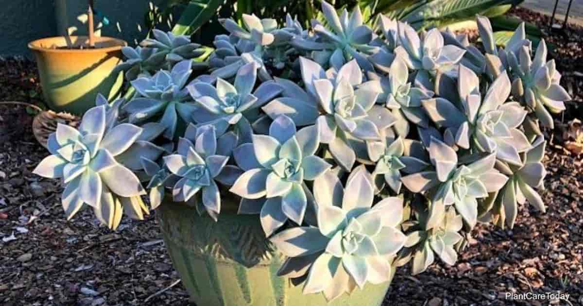 Can succulents be sprayed with Neem Oil