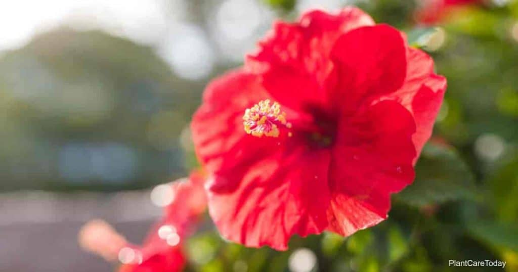 Neem oil safe for Hibiscus