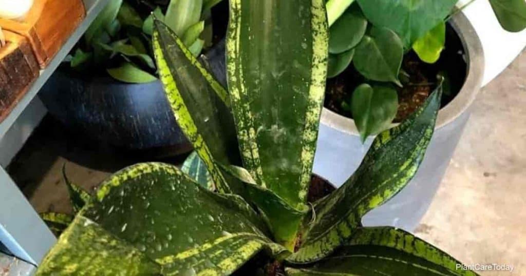 Snake plant and Neem Oil