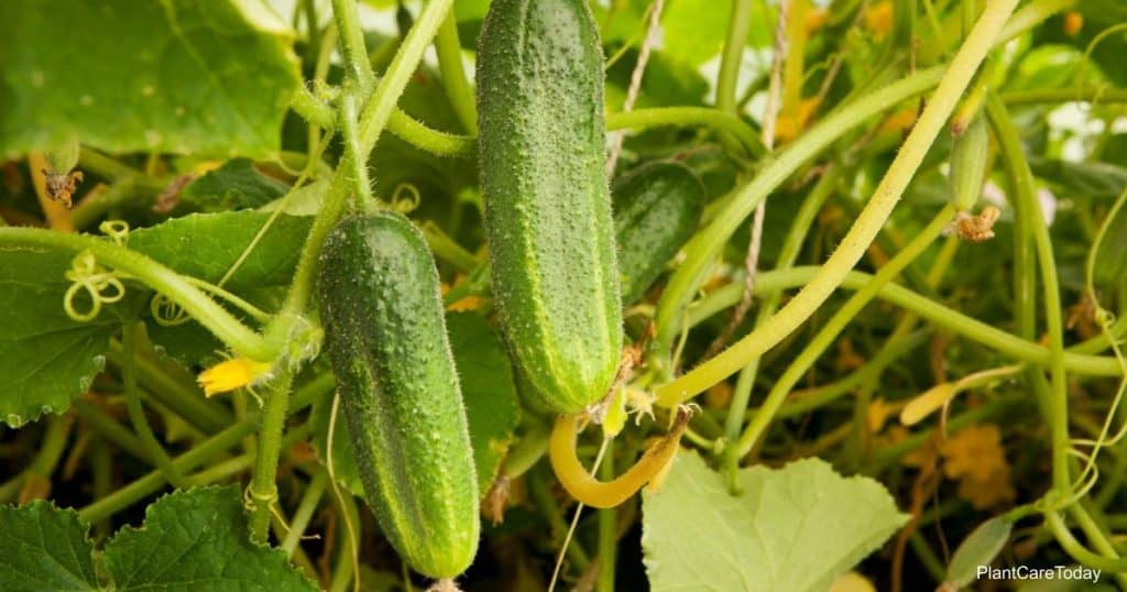 leaves on cucumber turning yellow