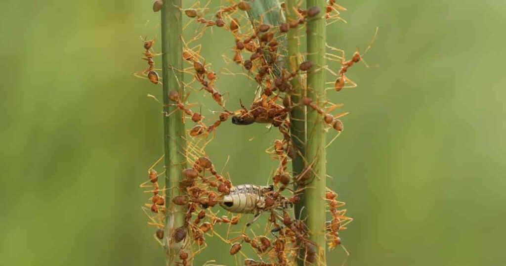 Ants climbing on stems of a plant