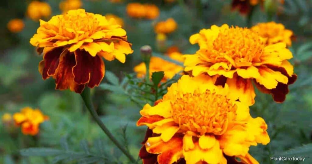 Marigold flower