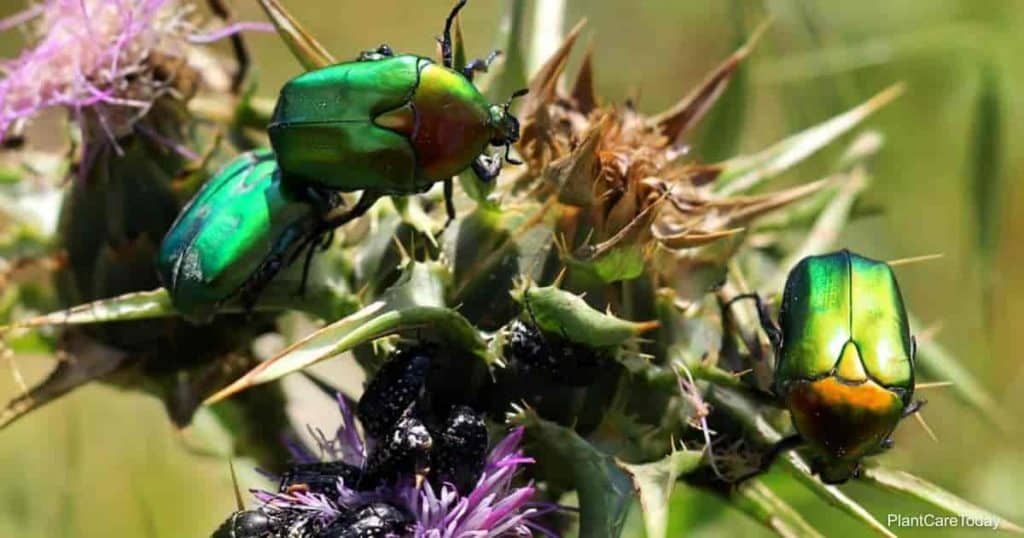 shiny green beetles feeding