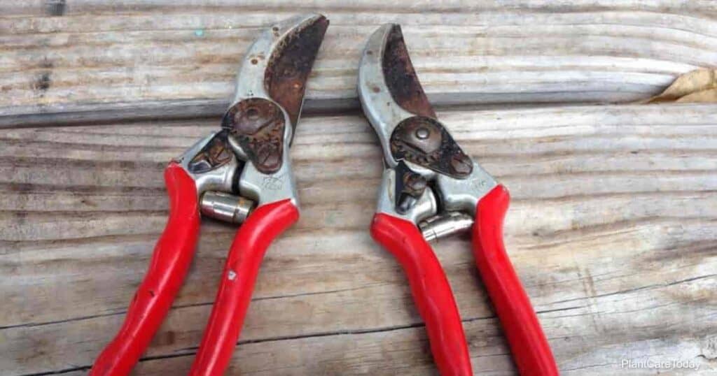 hand pruners need sterilizing