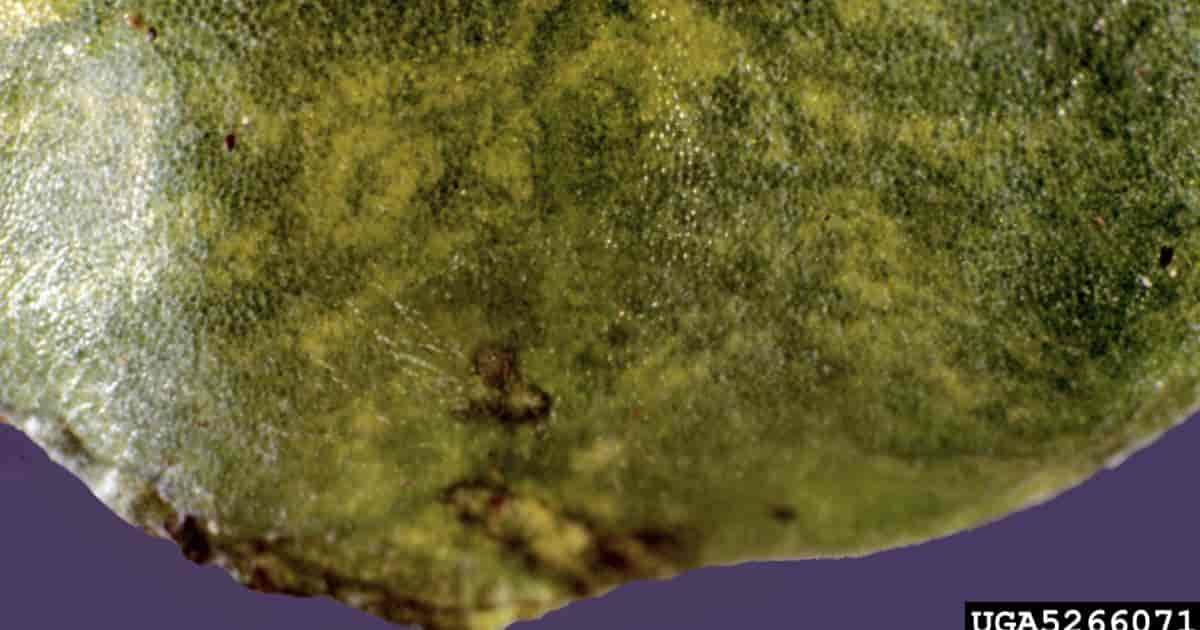 Síntomas y causa del virus del mosaico del tomate 2023 Síntomas y causa del virus del mosaico del tomate 2023