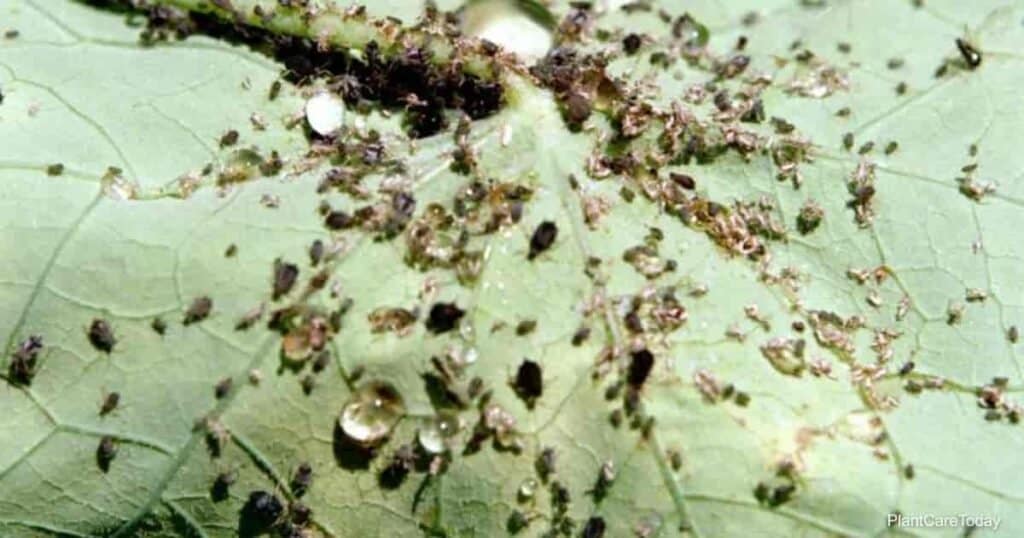 Melon aphid on underside of leaf