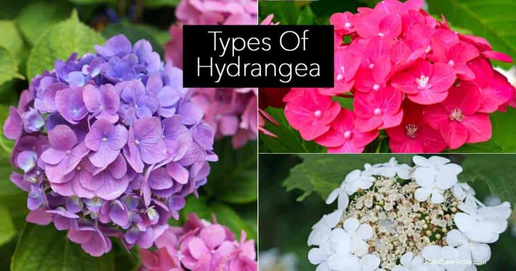 Different types of Hydrangea shrubs