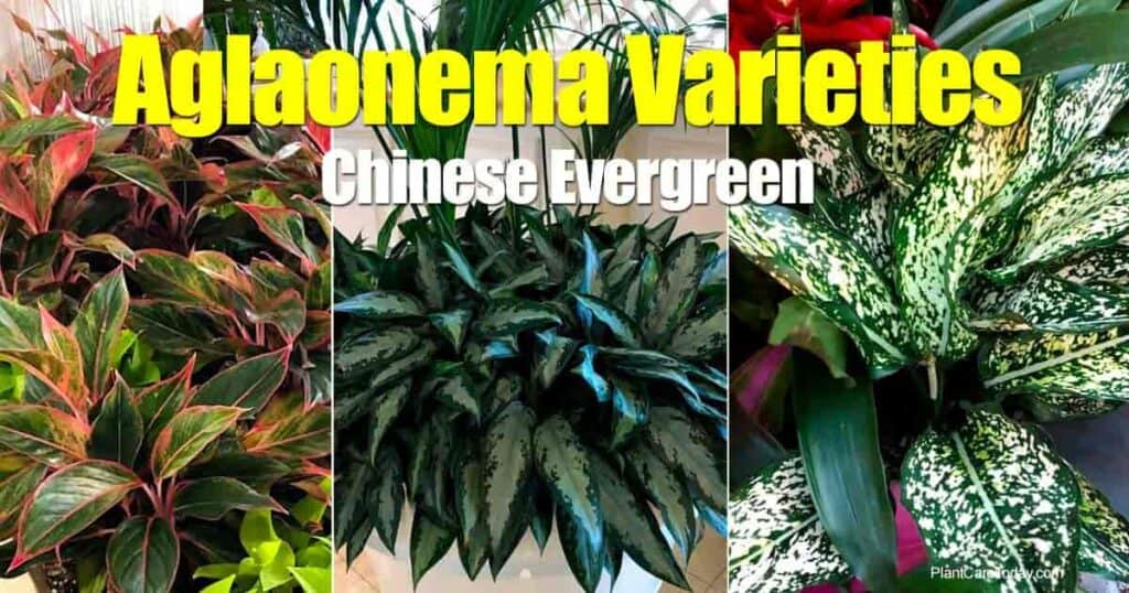 Assorted Aglaonema varieties