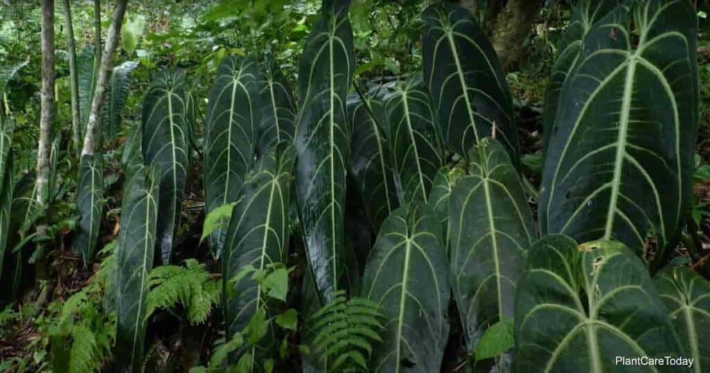 Queen Anthurium warocqueanum