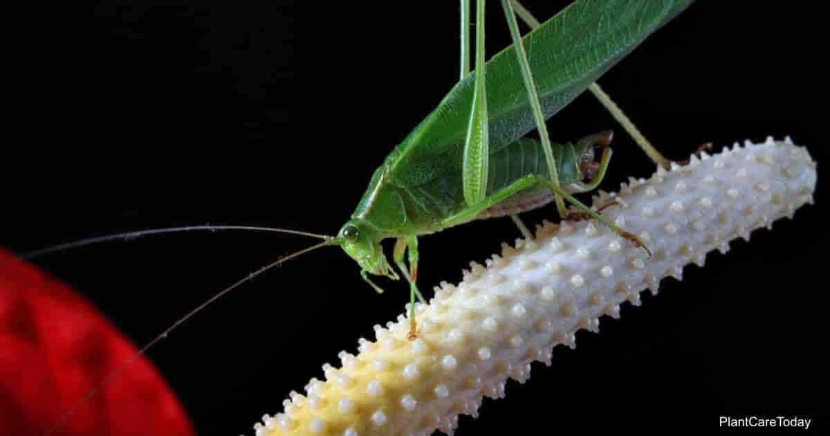 Anthurium pests and diseases