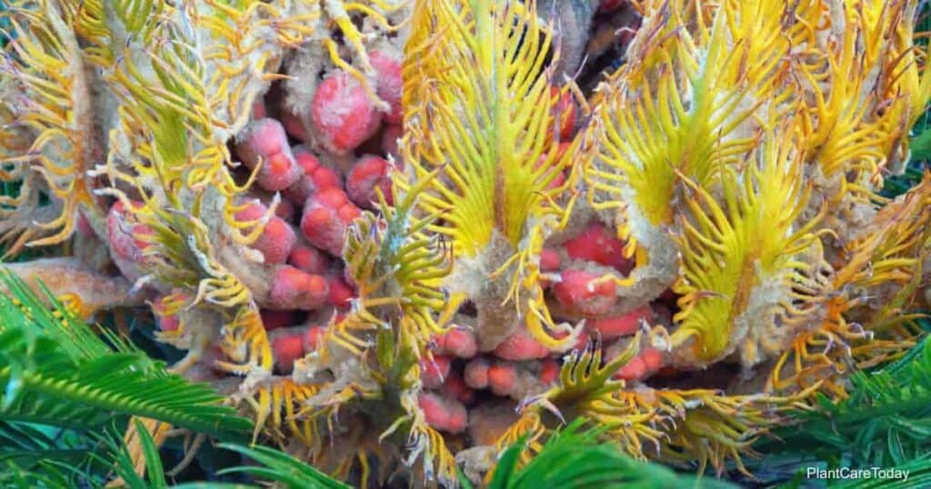 Sago Palm seeds