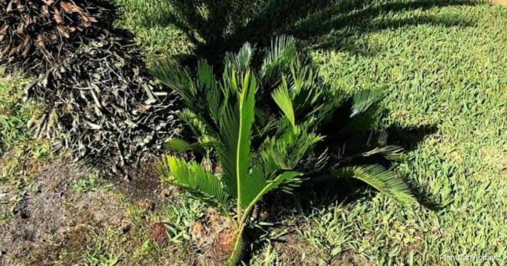 sago palm pup ready for propagation