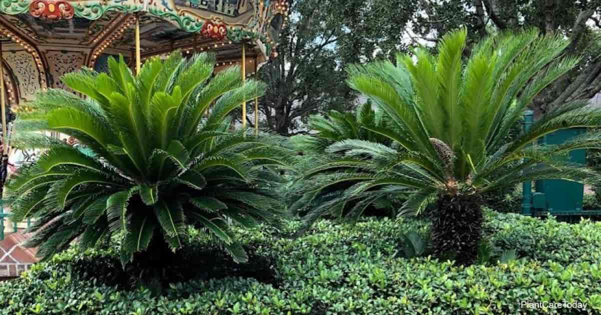 Requisitos De Riego De Las Plantas De Palmera Sag 2022 Requisitos De Riego De Las Plantas De Palmera Sag 2022