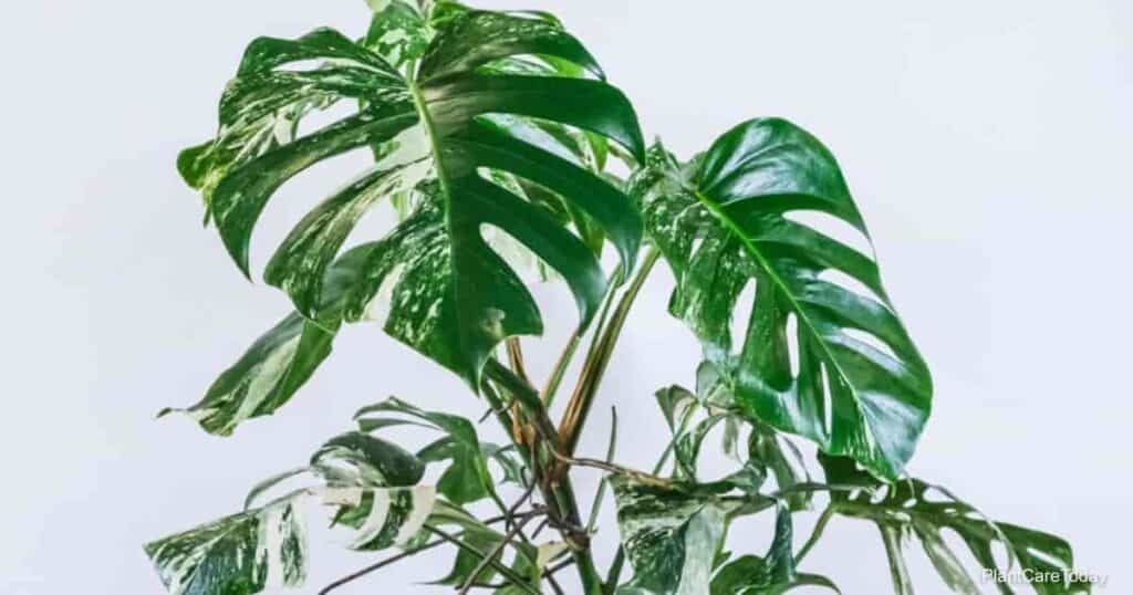 Monstera deliciosa one of the most popular types of monstera