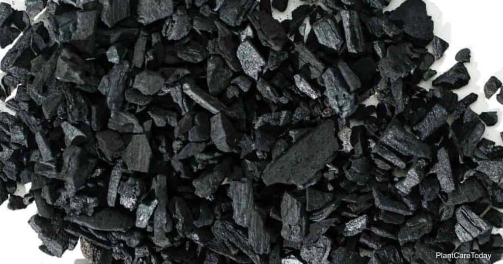 Horticultural Charcoal: What Is It And How Do You Use It?