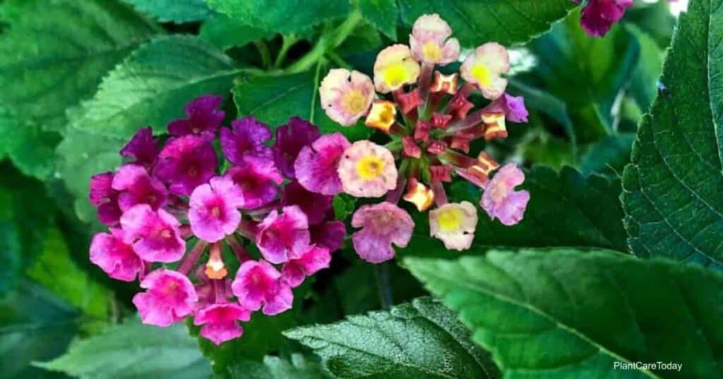 flowering Lantana