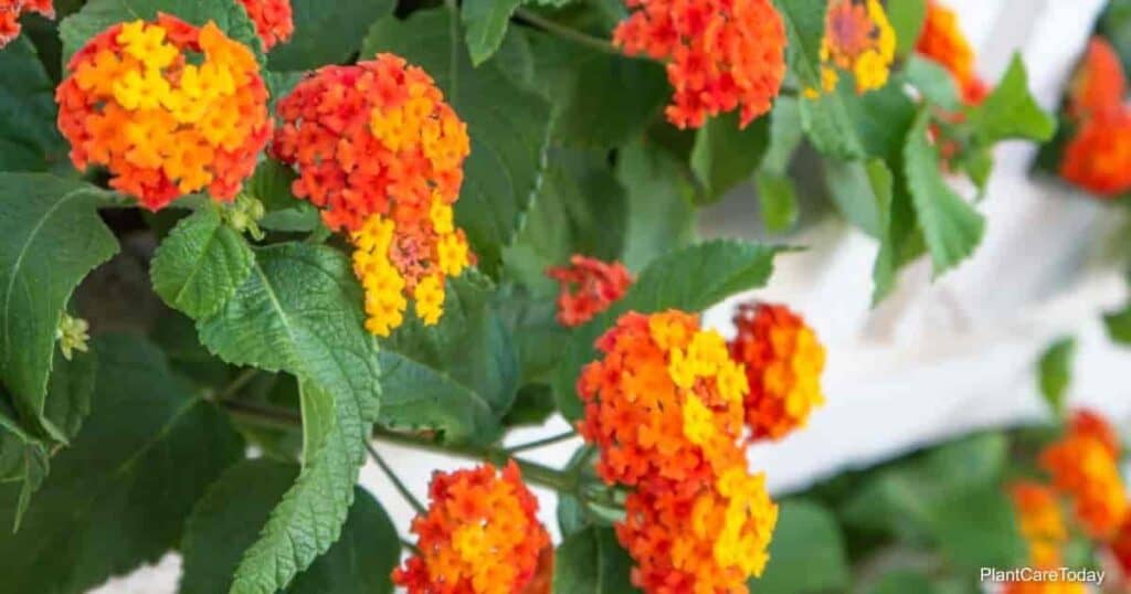 lantana flower